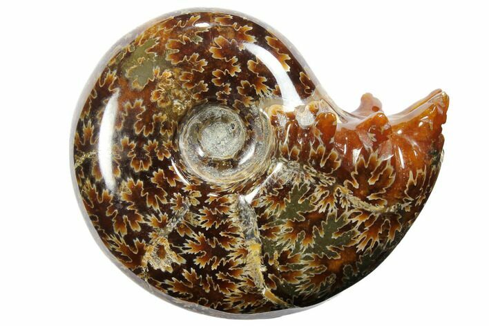 Polished, Agatized Ammonite (Cleoniceras) - Madagascar #110506